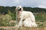 TETER - GOLDEN RETRIEVER 104